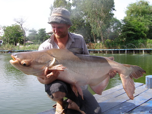 Catfish fishing in Thailand