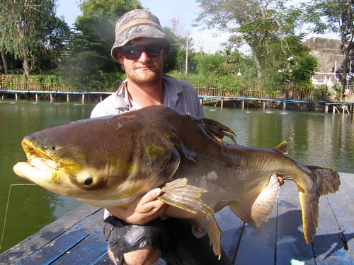 100lb+ Mekong giant catfish
