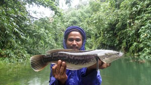snakehead fishing Thailand Cheow Lan Dam