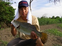 Barramundi Fishing in Thailand