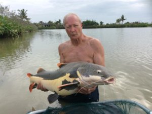 Amazon Redtail Catfish Fishing in Thailand
