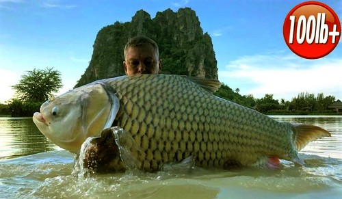 carp fishing in Thailand 