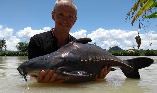 Niger Ripsaw Catfish fishing Thailand