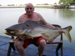 Giant Mekong Catfish from Bangkok Thailand