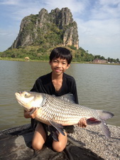 Siamese carp fishing hua hin
