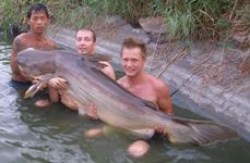 176lb Mekong catfish