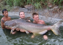 176lb Mekong giant catfish caught fishing Thailand