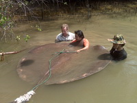 Robson Green Extreme Fishing Thailand - freshwater stingray 