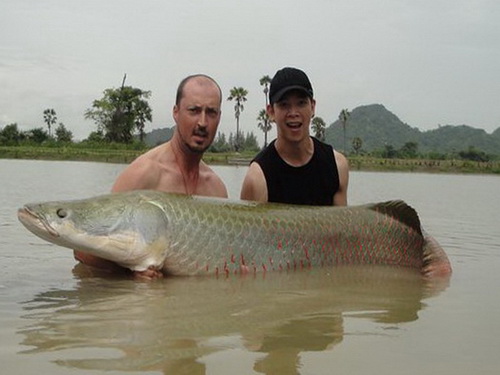 Jurassic arapaima fishing in Thailand