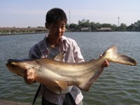 Mekong giant catfish fishing Bungsamran in Bangkok