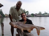 Mekong giant catfish - Thailand