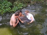 Fish Thailand guides handling the worlds biggest carp caught by a lady angler