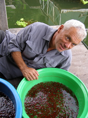Jeremy Wade shows snakehead fry in captivity before going in search of a wild 'fry ball.'