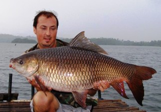 Indian carp fishing in Thailand