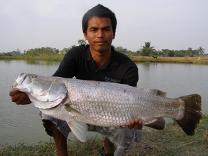 Fish Thailand Guides lure fishing for barramundi at Prapradaeng Lake Bangkok