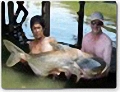 Worlds biggest catfish fishing Thailand