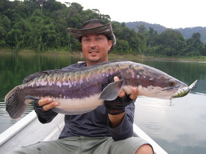 Eddie Mounce lure fishing in Malaysia for snakehead