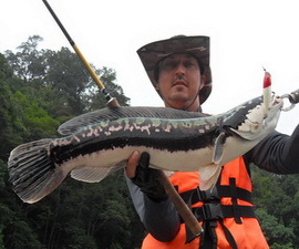 Giant snakehead fishing in Malaysia at Temenggor Dam