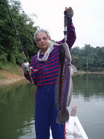 Giant Snakehead fishing Malaysia