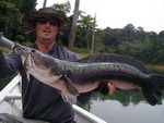 Giant Snakehead fishing Malaysia