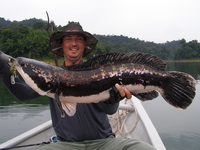Snakehead fishing in Malaysia