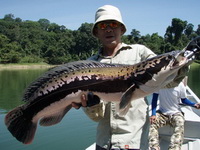 snakehead fishing Temenggor Dam in Malaysia