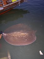 safely releasing a giant freshwater stingray in thailand