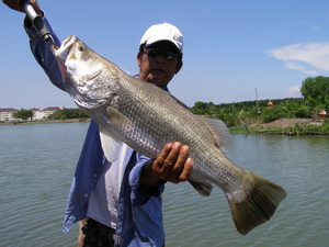 Specimen barramundi fishing in 16 acres of Prapradaeng Lake