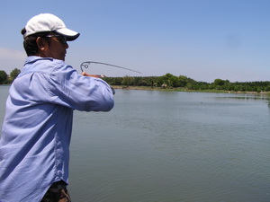 Fish Thailand Guides fishing in Bangkok at Prapradaeng Lake