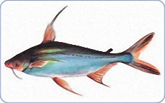 Black Ear Catfish
