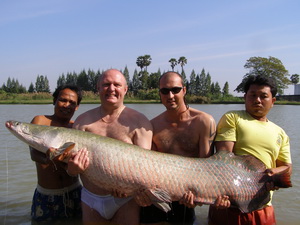 Arapaima fishing in Thailand