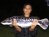 Giant Snakehead Fishing Khao Laem Dam 