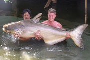 mekong giant catfish