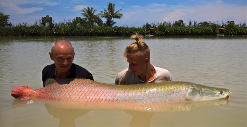 arapaima fishing in Thailand at Jurassic