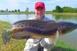 snakehead fishing thailand in bangkok