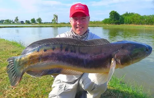 Snakehead Fishing Bangkok