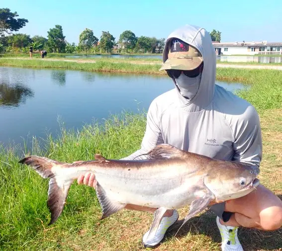 Chao Phraya catfish fishing at Pilot 111 Ponds