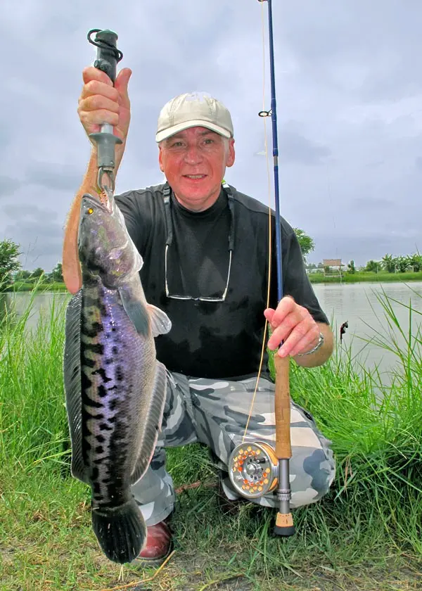 Snakehead fishing in Thailand at Pilot 111 Ponds