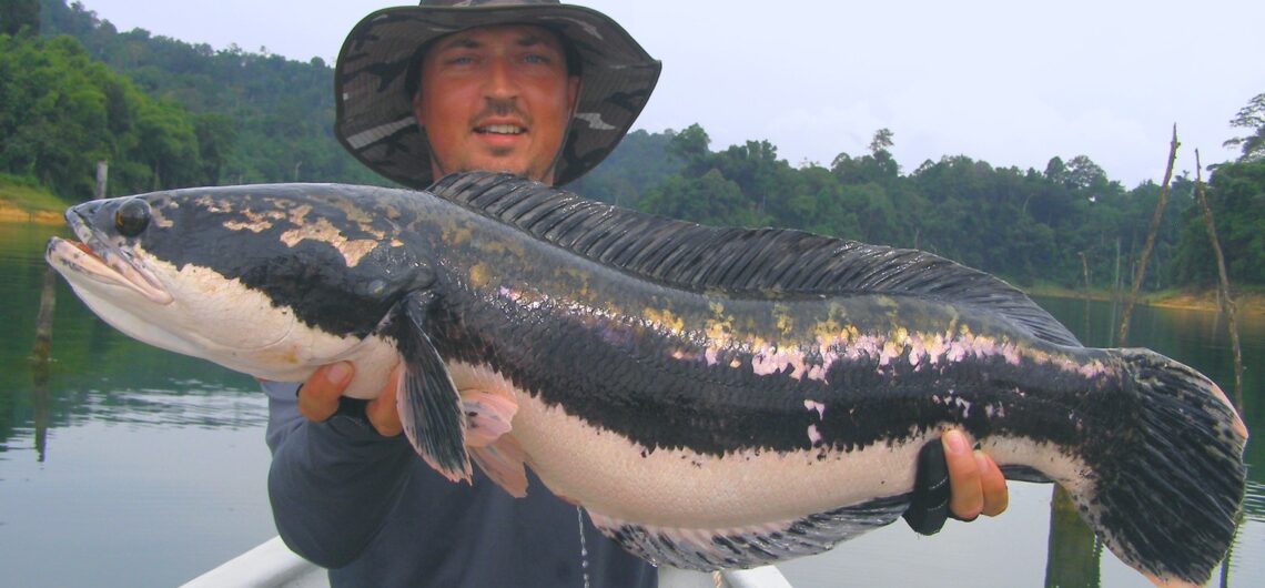snakehead fishing in Malaysia