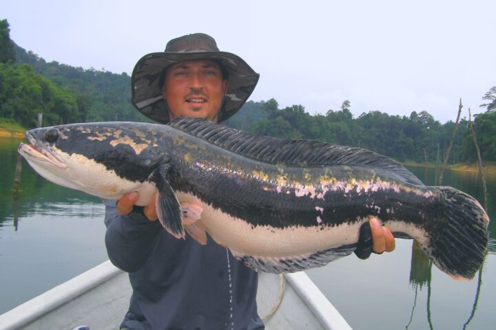 snakehead fishing in Malaysia