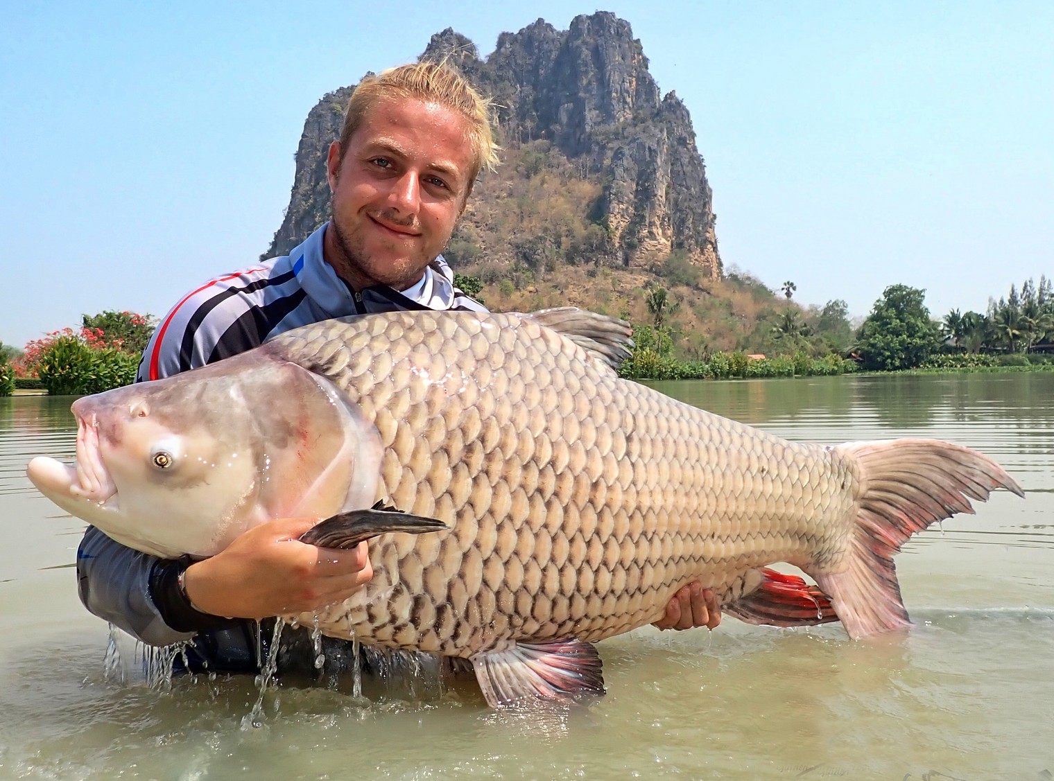 Siamese Giant Carp