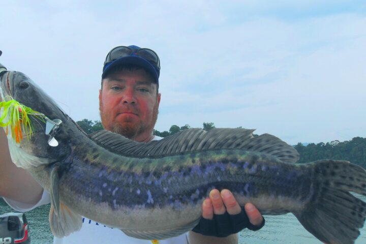 Snakehead Fishing Tours Malaysia