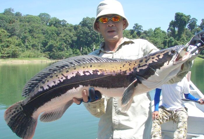 Snakehead Fishing Malaysia