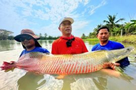 Lowest cost predator fishing Thailand