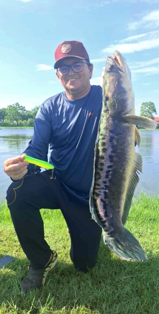 catch snakehead at pilot 111 with Fish Thailand