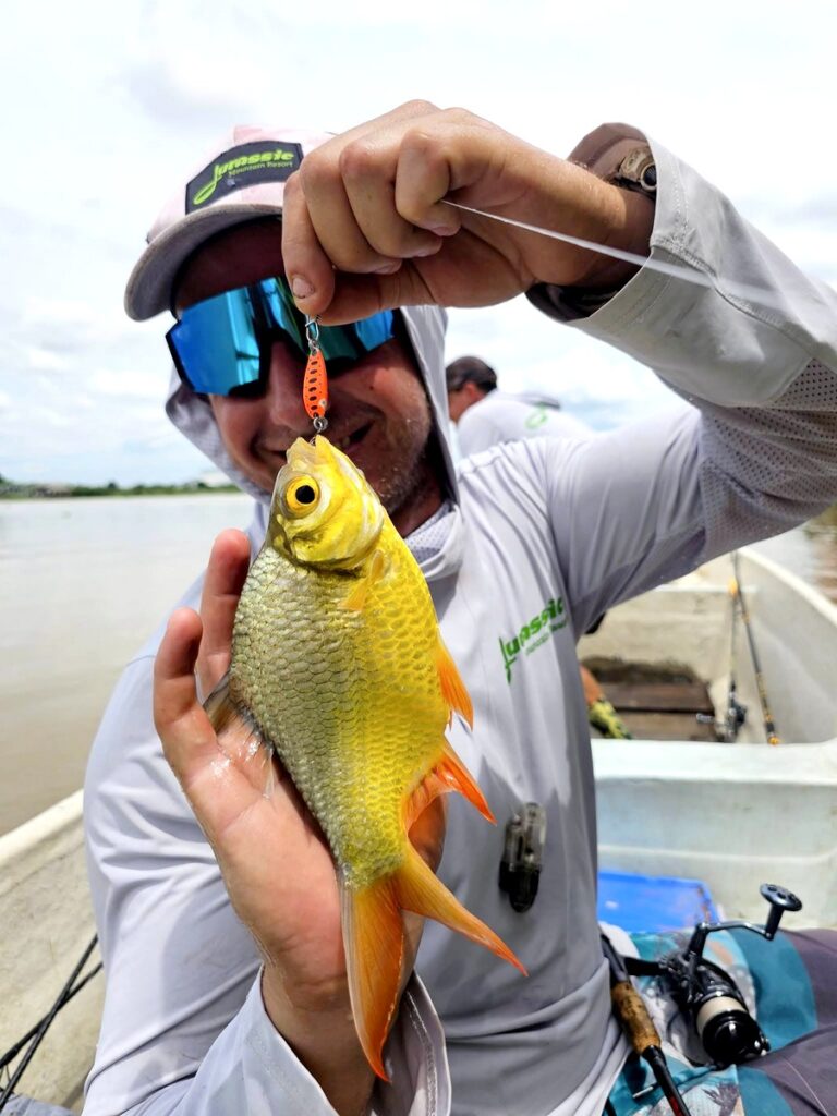 Golden belly barb caught on the Chao Phraya River in Bangkok