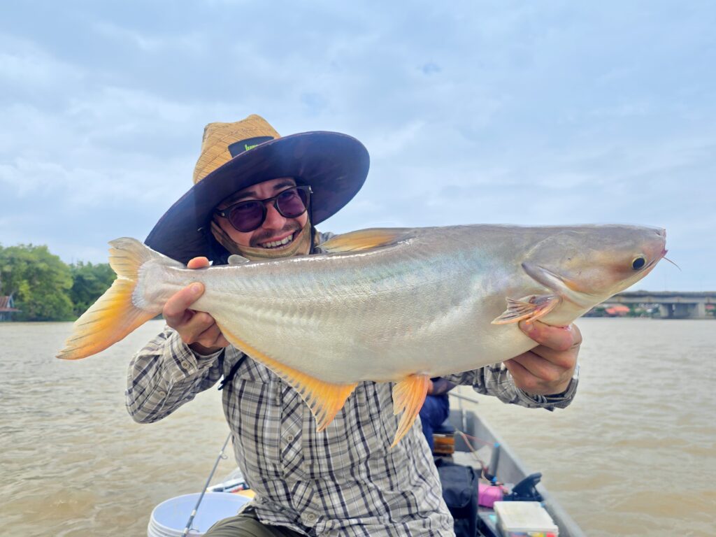Striped catfish caught while river fishing on the Chao Phraya in Bangkok with Fish Thailand