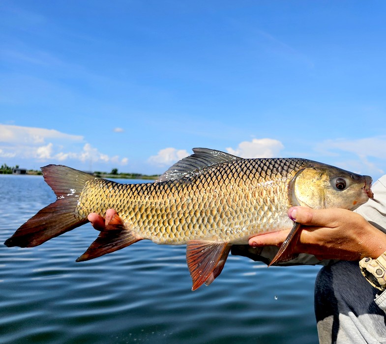 Picture of a rohu Indian carp caught fishing Giant Bang Len Fishing Lake Thailand