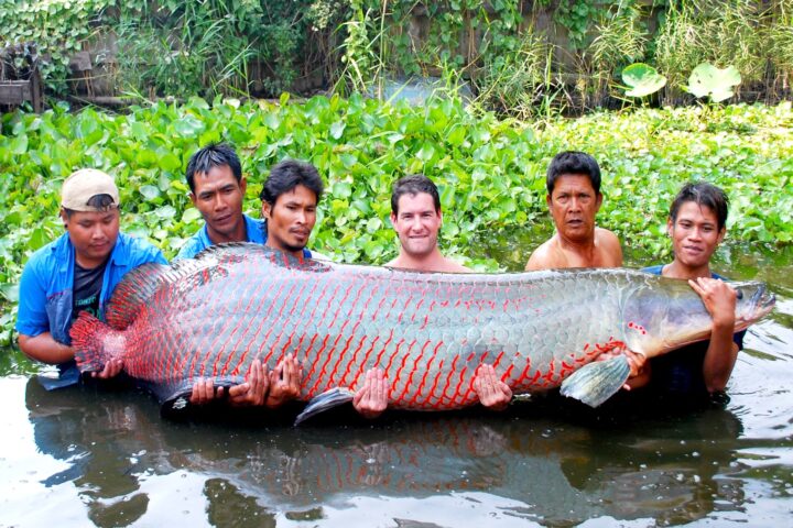 guided arapaima fishing tours in thailand